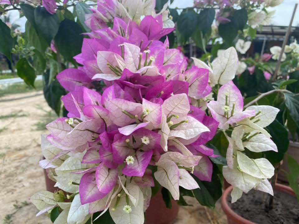 Image of Rare Bougainvillea Live Flower Plant || Healthy Live Plant with Grow Bag & Secure Packing || Beautiful Flower Garden Decoration (2in1)