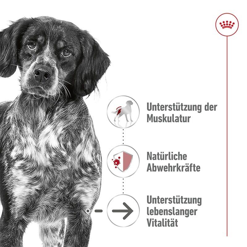 Royal Canin Medium Ageing 7+ Mousse | 12 x 410 g | Alleinfuttermittel für ältere, mittelgroße Hunde ab dem 7. Lebensjahr