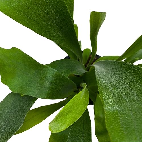 Miniatura 4 de BubbleBlooms Helecho cuerno de ciervo, en una olla de 4 pulgadas, Platycerium bifurcatum Elkhorn