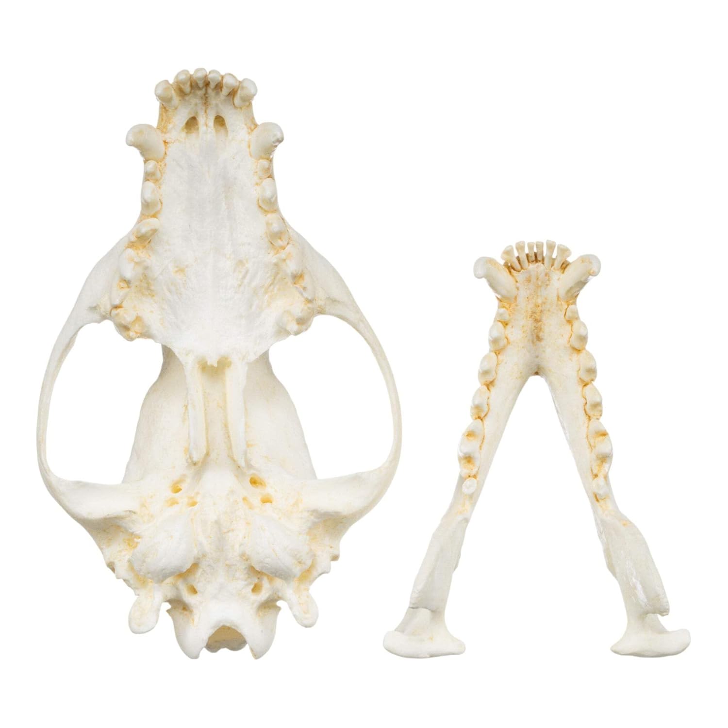 Bush Dog Skull (Teaching Quality Replica)