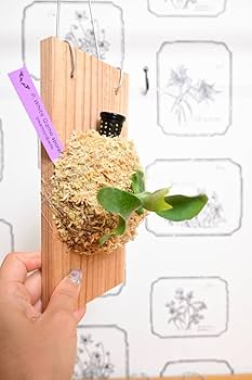 P.White Gizmo ビカクシダ ホワイト ギズモ／胞子培養ケース P.White Gizmo ーーーーー◇ビカクシダ専門店 BikakuMafia