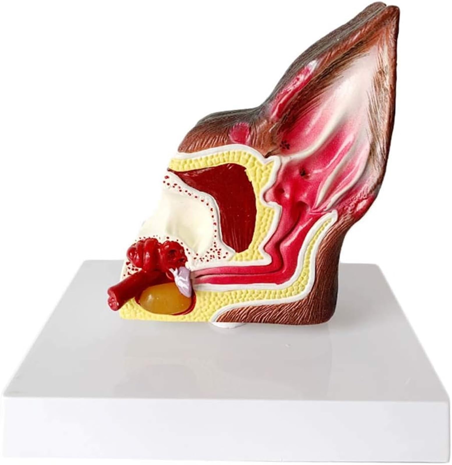Modelo De Anatomía De Oreja De Perro Modelo De Anatomía De Estructura De Oreja De Perro Canidae - Modelo Anatómico De Oreja De Perro Canino - Modelo De Enseñanza De Equipos Veterinarios