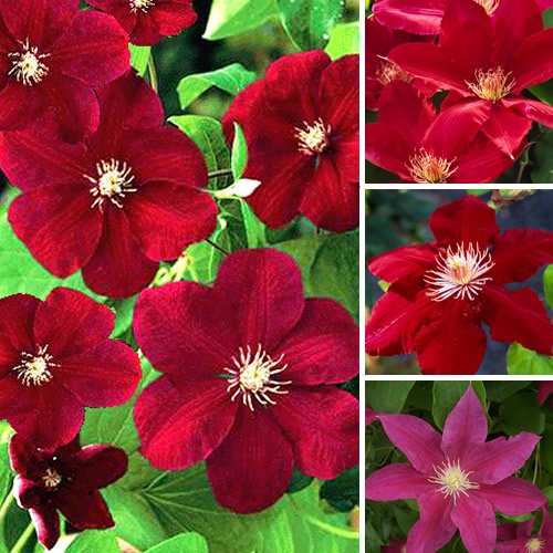 Gardenersdream Clematis Dunkelrot Kletterpflanze CNPLANTS_CLERED_9CM_#1_GD