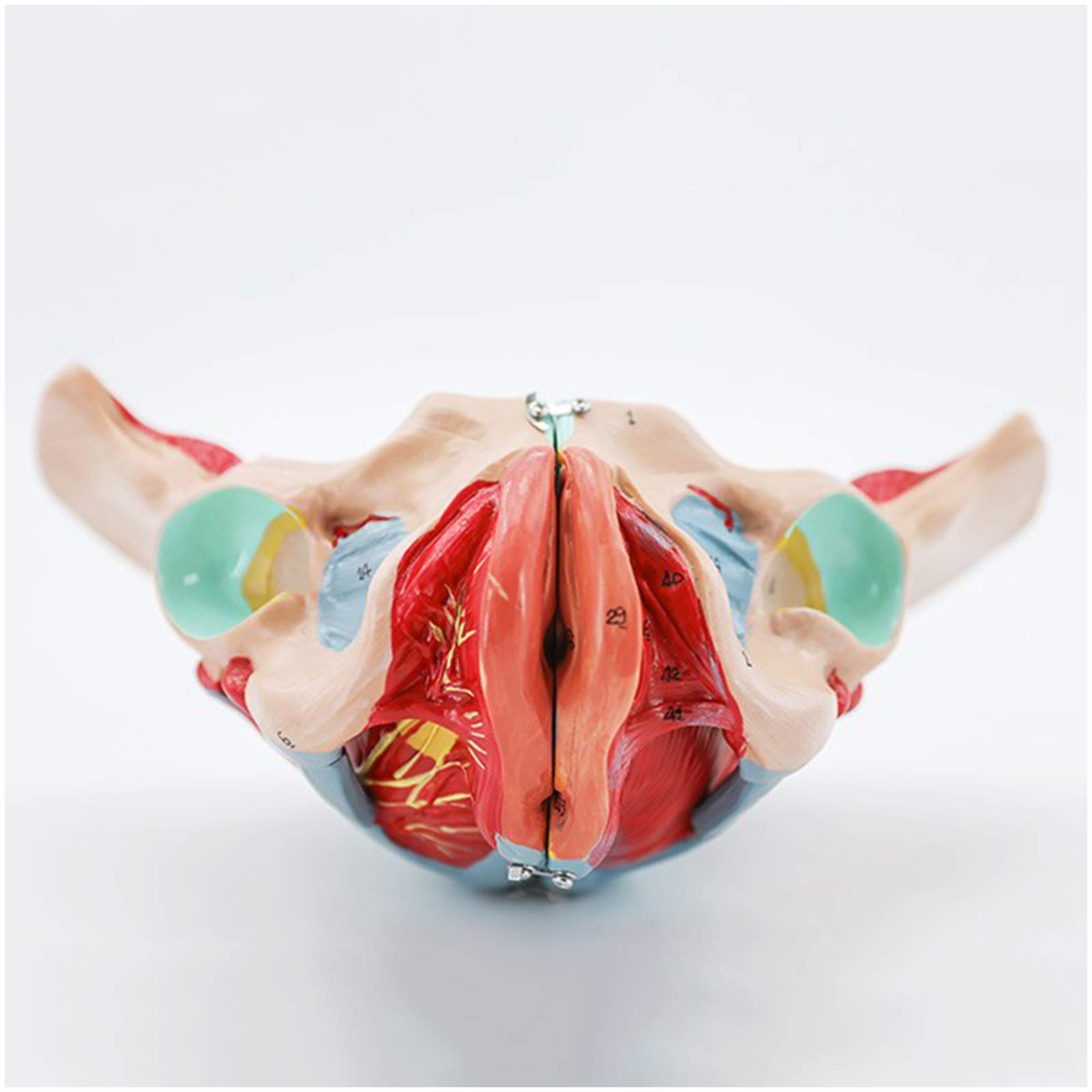 Sjdopulse Women's A Pelvis Model - Natomy Model Pelvic Vascular Nerve Model - Medical Natomical Pelvic Floor Muscle Model - For Study Display Teaching Medical Model (A)