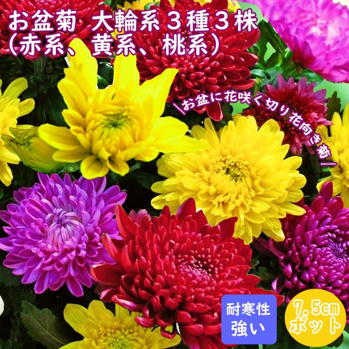 キク大事典 農文協／編　菊　花 キク栽培の本| 菊の花百貨