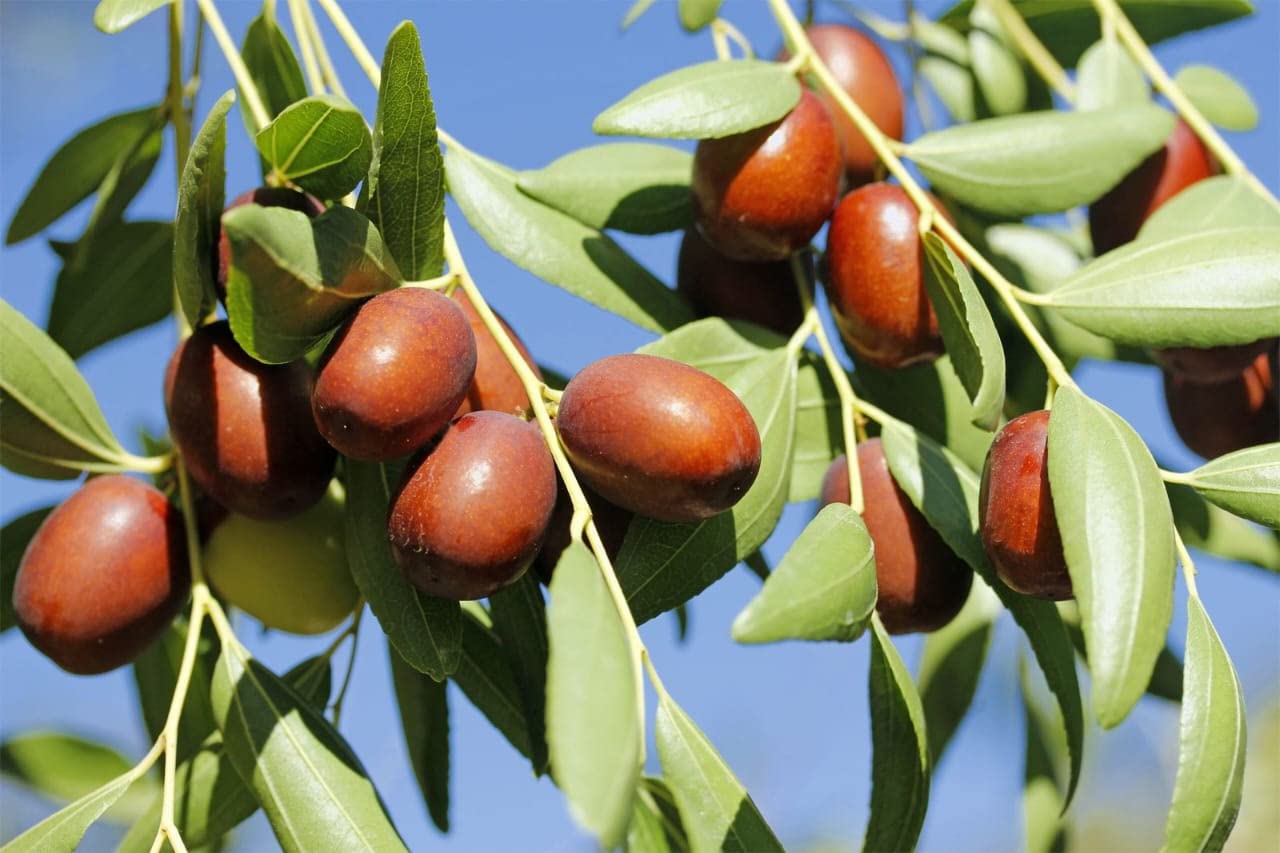 Mitu Rear "China jujube" Apple Ber Plant (grafted) 1 healthy plant size (1.5.2ft) (B0BFN7KZN8) Amazon Price History, Amazon Price Tracker