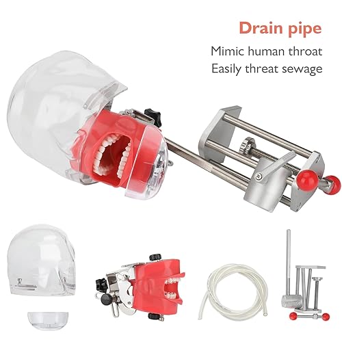 Miniatura 7 de Cabeza de maniquí de simulador dental, modelo de dientes Typodont, maniquí de entrenamiento de cabeza fantasma con soporte de banco fijo en el