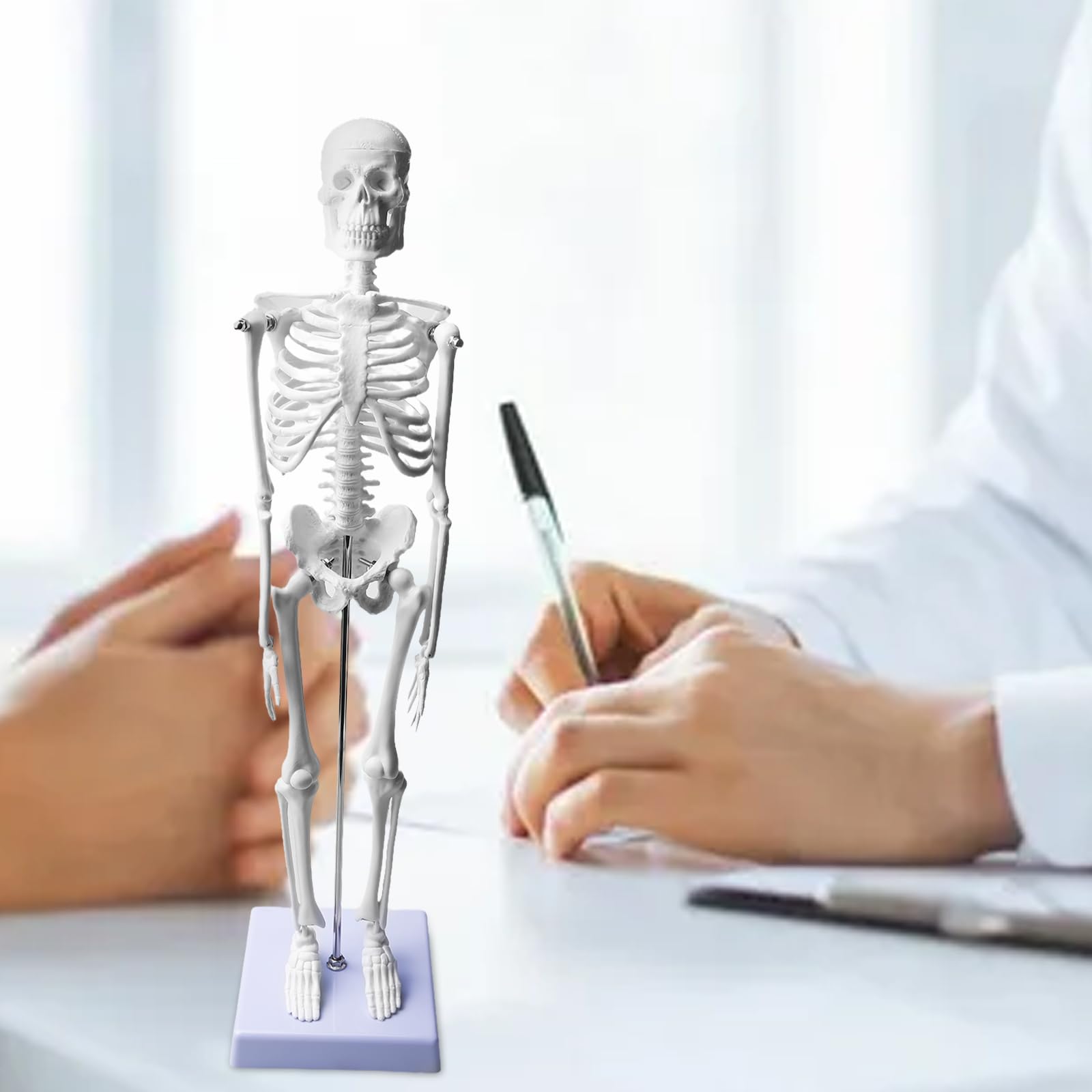 Modello di scheletro umano da 45 cm per anatomia, modello di anatomia a scheletro piccolo, modello funzionale di anatomia per studio di medicina e cliniche