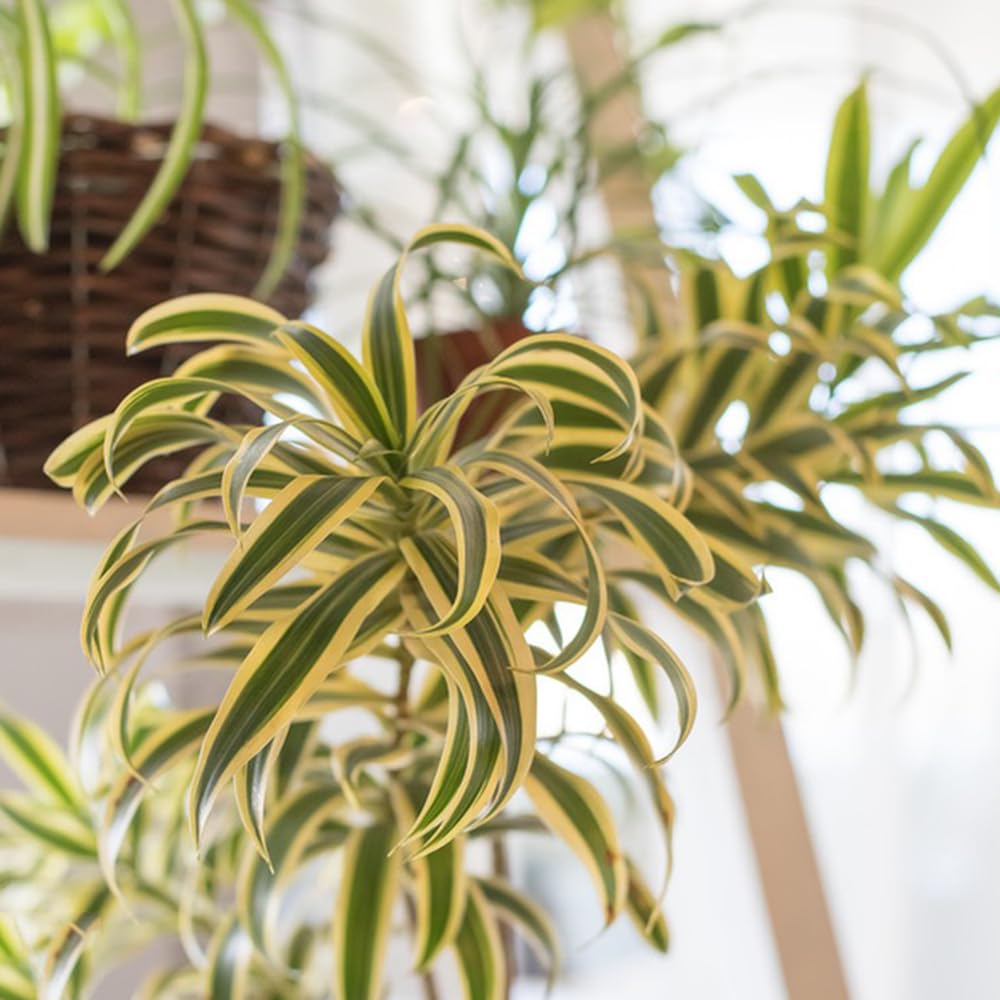 monstera devil monster Monstera Devil Monster