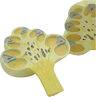 Study Model Human Auditory System Ear Model - Ear Internal Structure Model - Medical Anatomical Human Organ Model Ear Model for Doctor-Patient Communication Aids,Study Display Teaching Medical Model