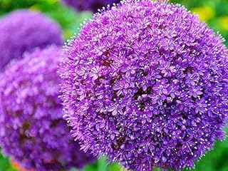 50 Seeds Purple Giant Allium Giganteum Flower Seeds Garden Plant
