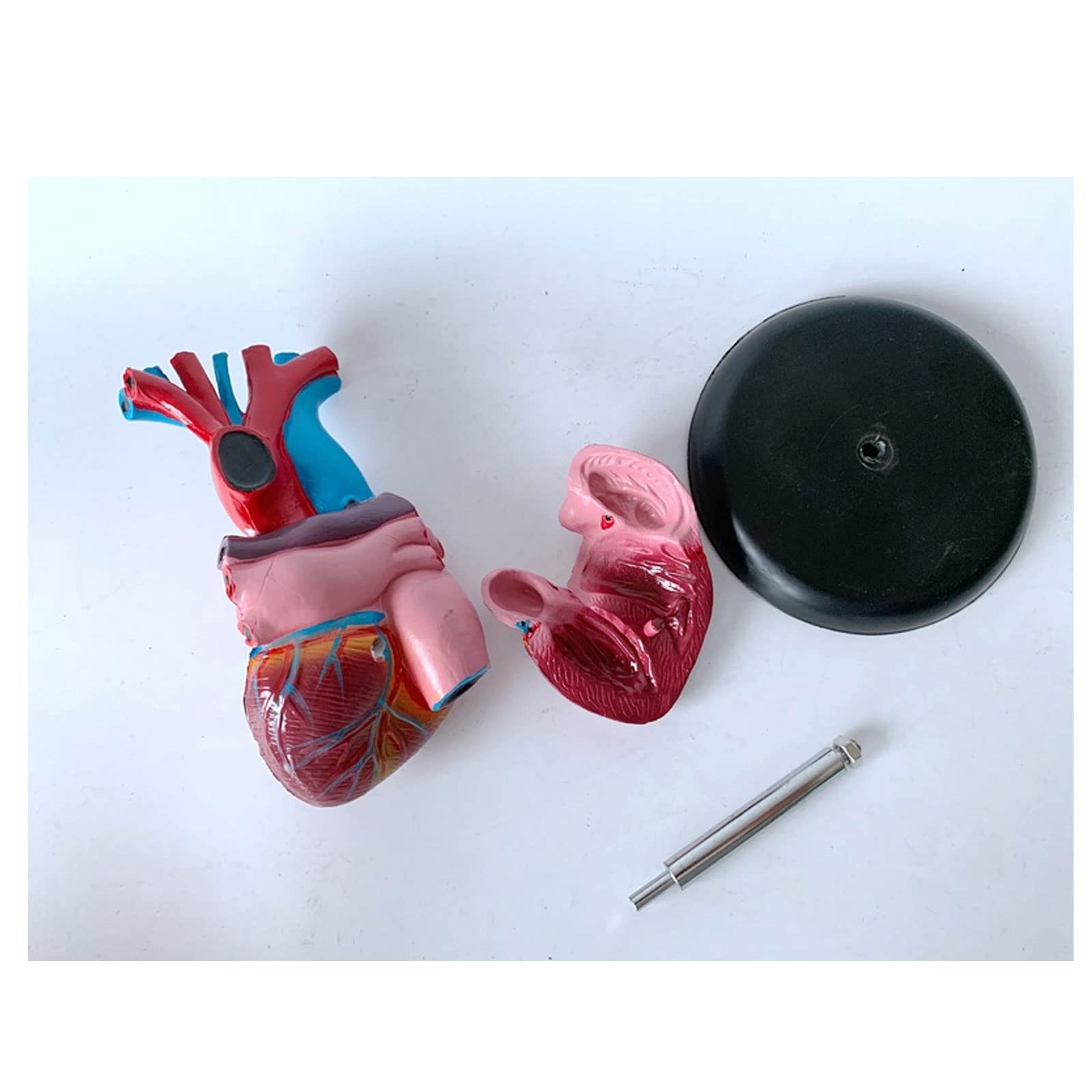 1:1 Cuerpo Humano Anatomía Cardíaca Desmontable Viscera Modelo De Enseñanza Médica Equipos Y Suministros Educativos