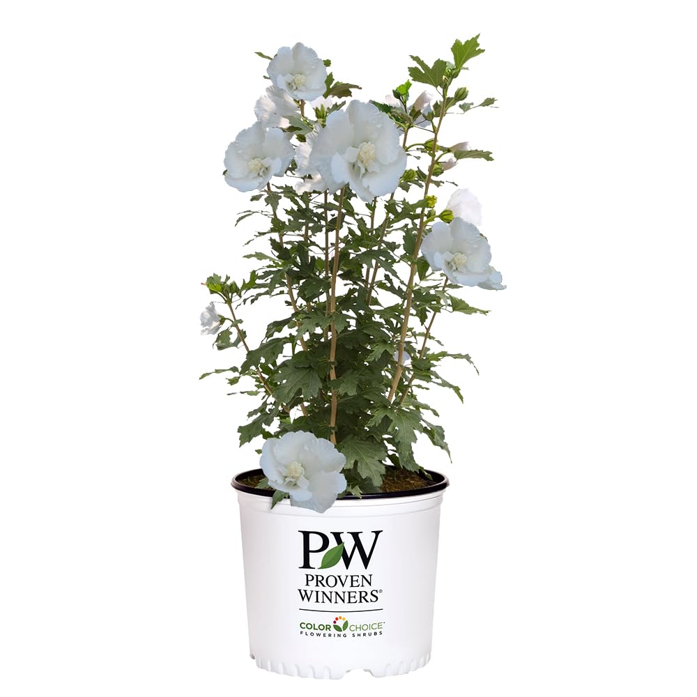 White Pillar Rose of Sharon