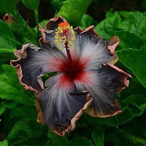 20 semillas raras de hibisco negro, rosa, morado, "arco iris negro", flores gigantes, semillas tropicales, semillas de hibisco para plantas en maceta