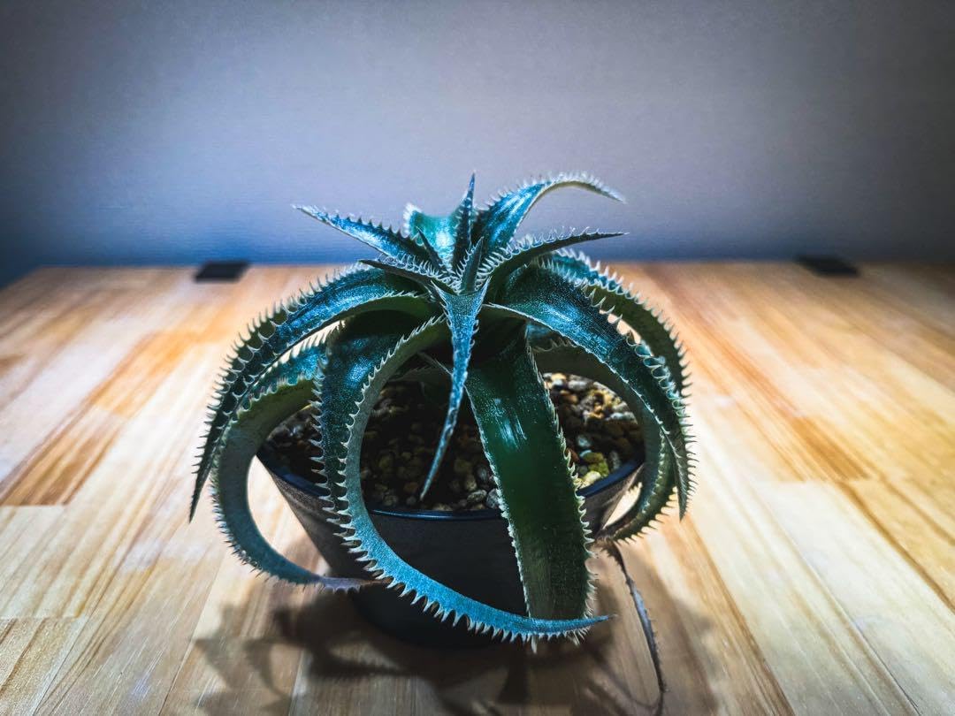 モンブラン ノート 146 フィンセント・ファン・ゴッホ 130284