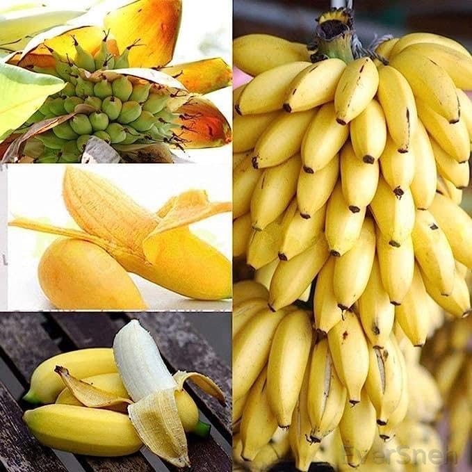 EverSneh Live Fruit Live Plant Super Tasty Banana Kela Tree Plant"Palayankodan" Rare Hybrid Plant (pack of 1) (B0C2L23B99) Amazon Price History, Amazon Price Tracker