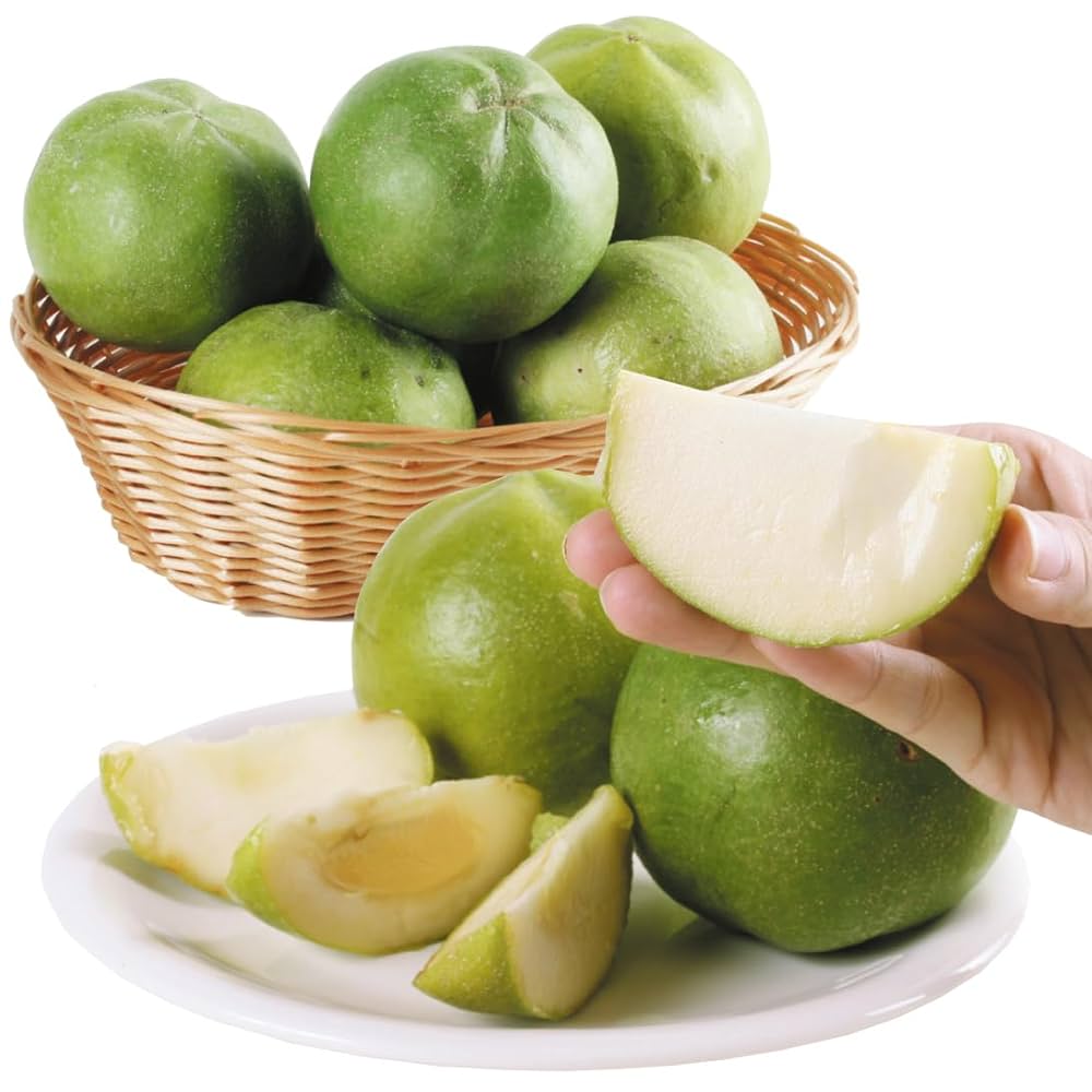 ホワイトサポテ　ルーク接木苗 ホワイトサポテ ルーク接木苗