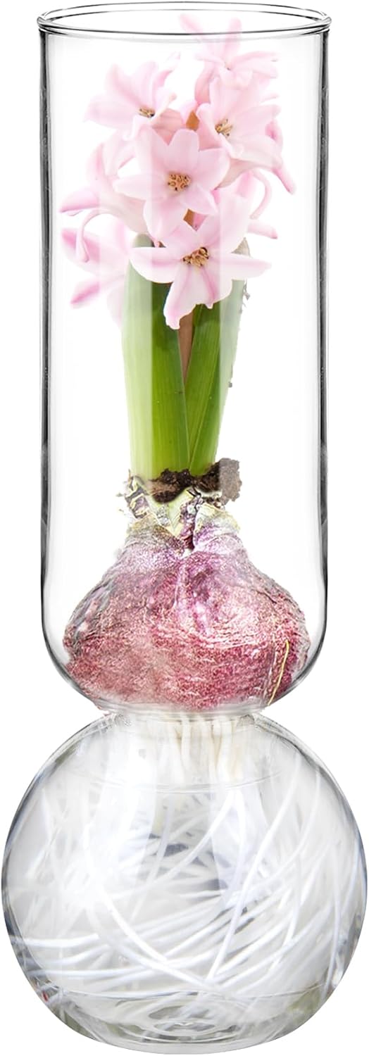 Newtay Glass Bulb Vase 11 Inches Tall Flower Vase No Messy