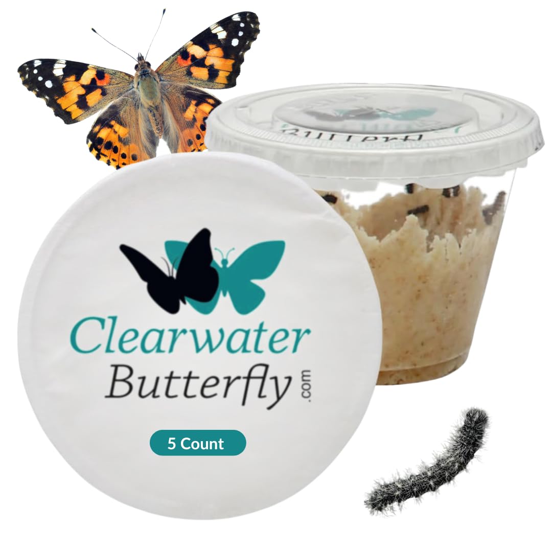 Clearwater Butterfly Painted Lady Butterflies - 5 Live Caterpillars to Butterflies - Caterpillars for Butterfly Kit - Mesh Cage Not Included - Live Butterfly Kit - 5 Count
