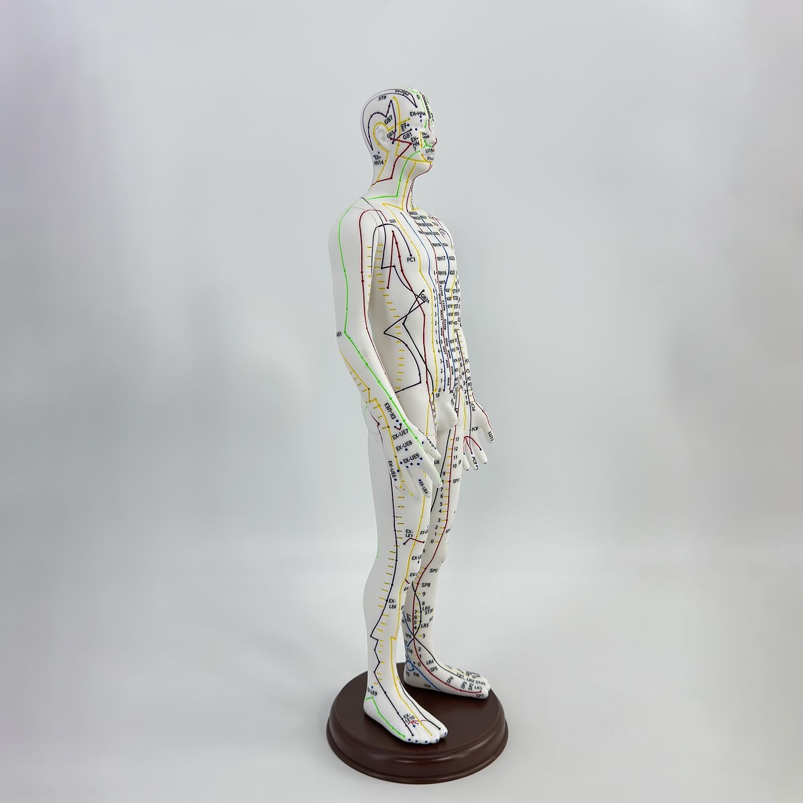 Amagogo Modello di agopuntura corpo umano 54cm PVC professionisti punti inglesi Maschio