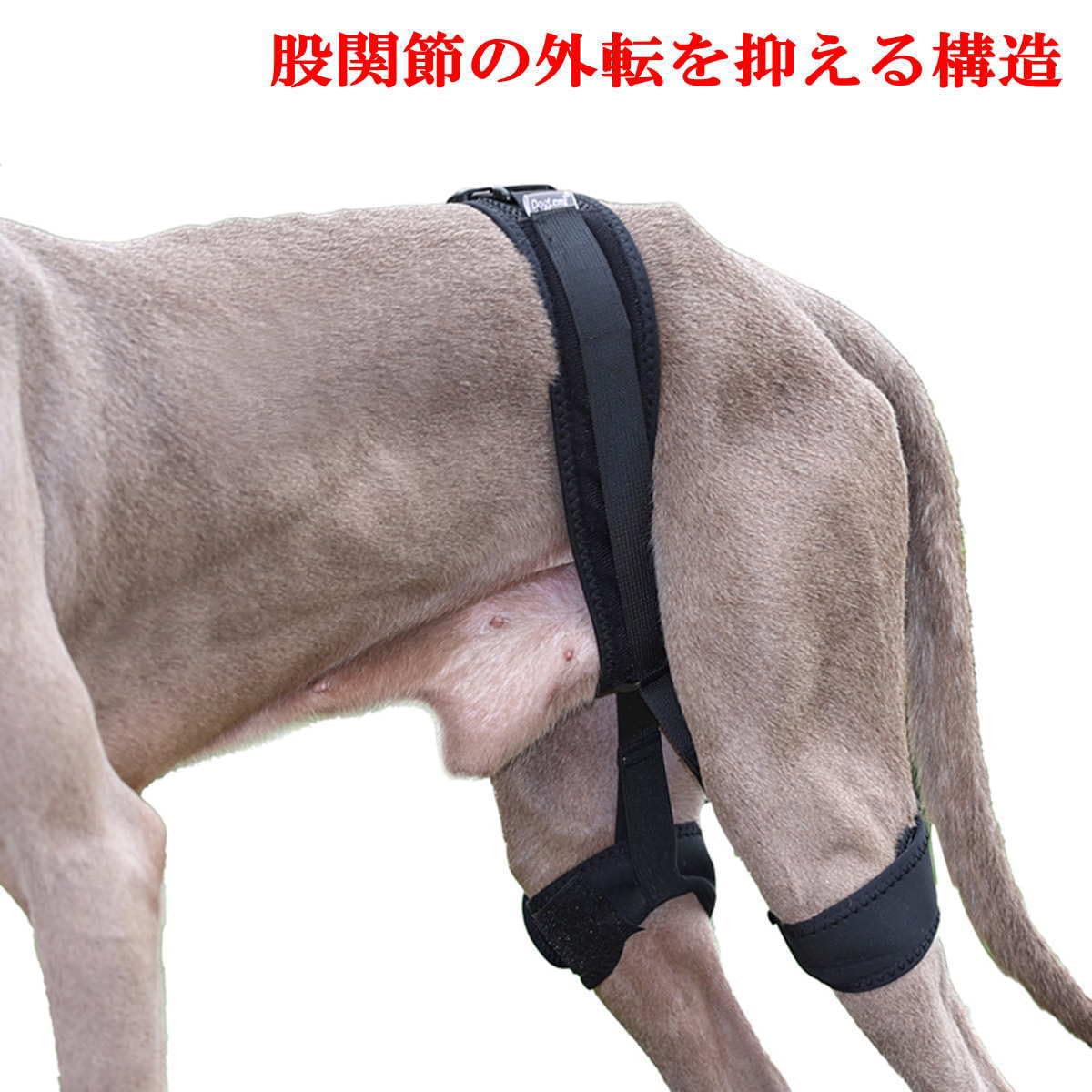 犬☆股関節サポーター Amazon | Nikkashop 犬 サポーター 股関節 小型犬 Sサイズ