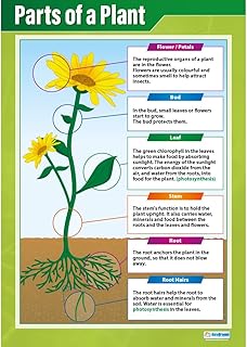 Daydream Education Parts of a Plant | Science Posters | Gloss Paper measuring 850mm x 594mm (A1) | Science Charts for the Classroom | Education Charts