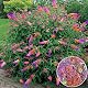 Sommerflieder Gardenersdream Schmetterlingsflieder winterhart im 17 cm Topf