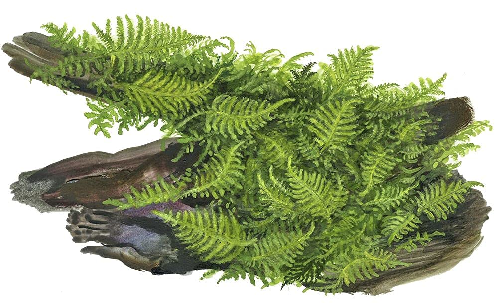 Plante d'aquarium Vesicularia montagnei « Christmas » Plante aquatique sur racine N° 003A YWS Plante d'aquarium Porte-racine Rhizome