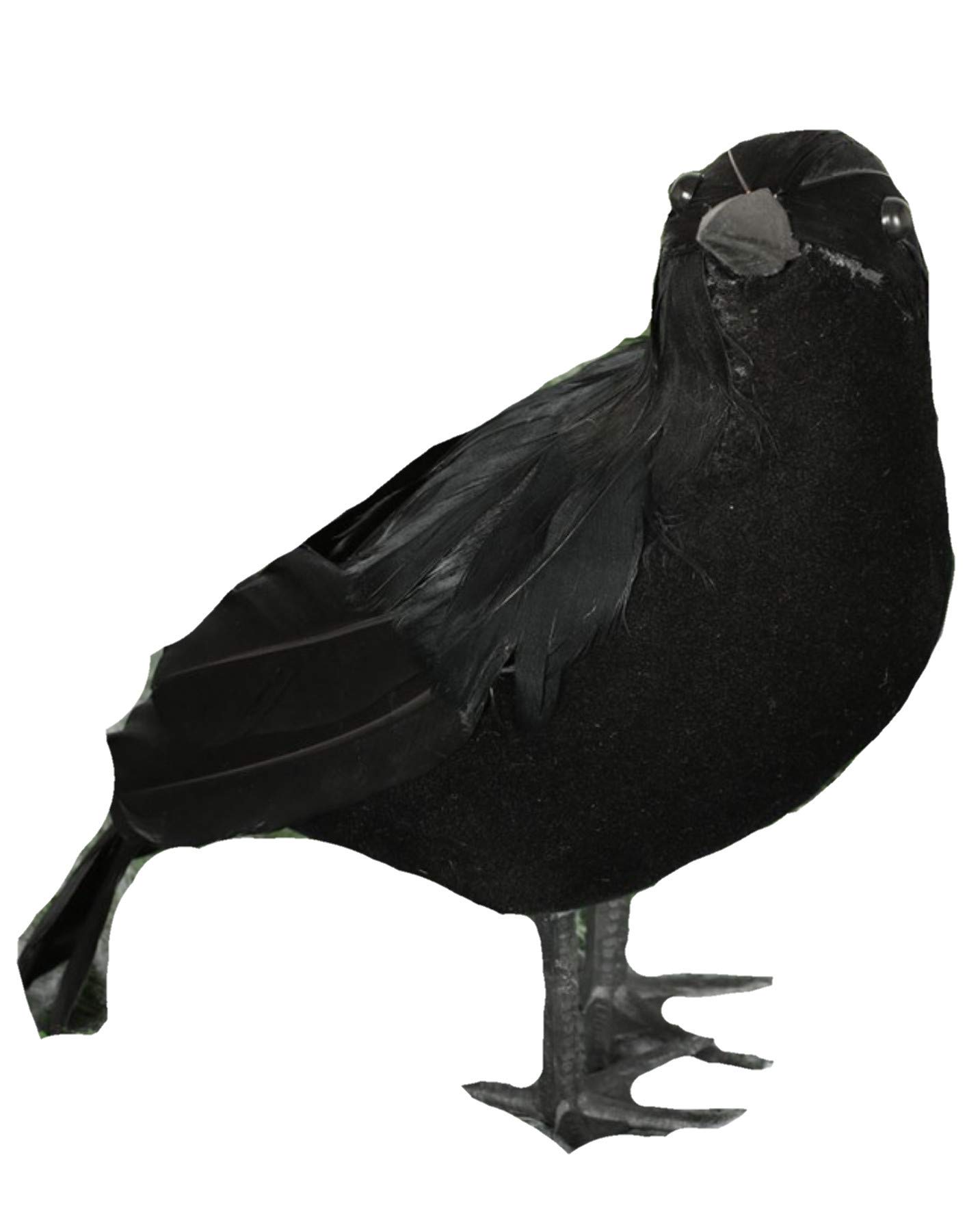 FIESTAS GUIRCA Raven Black