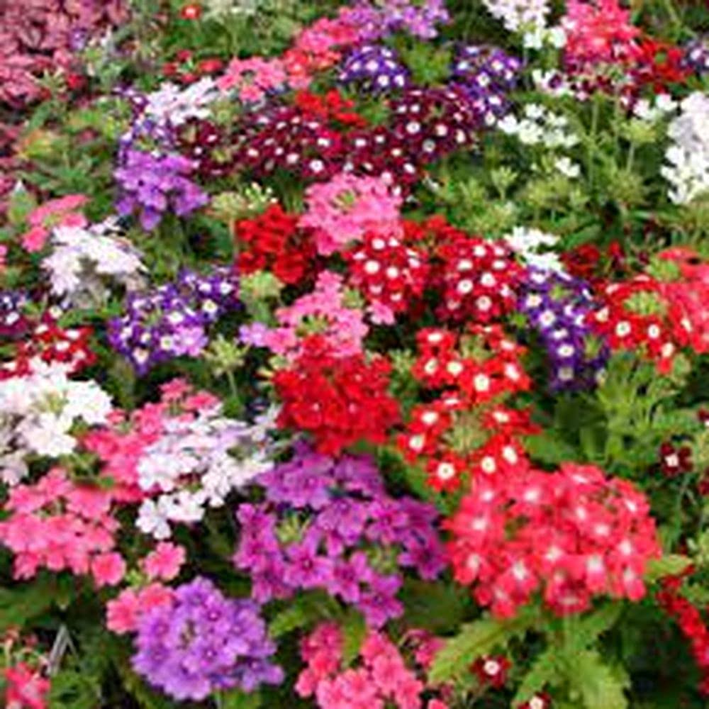 See full amazon price history chart for LIVE GREEN Flower Seeds | Verbena Mix Color Flower Seeds For Home Gardening (80 seeds Pack) LIVE GREEN Flower Seeds | Verbena Mix Color Flower Seeds For Home Gardening (80 seeds Pack) (B09BV7DNKW) Amazon Price History, Amazon Price Tracker