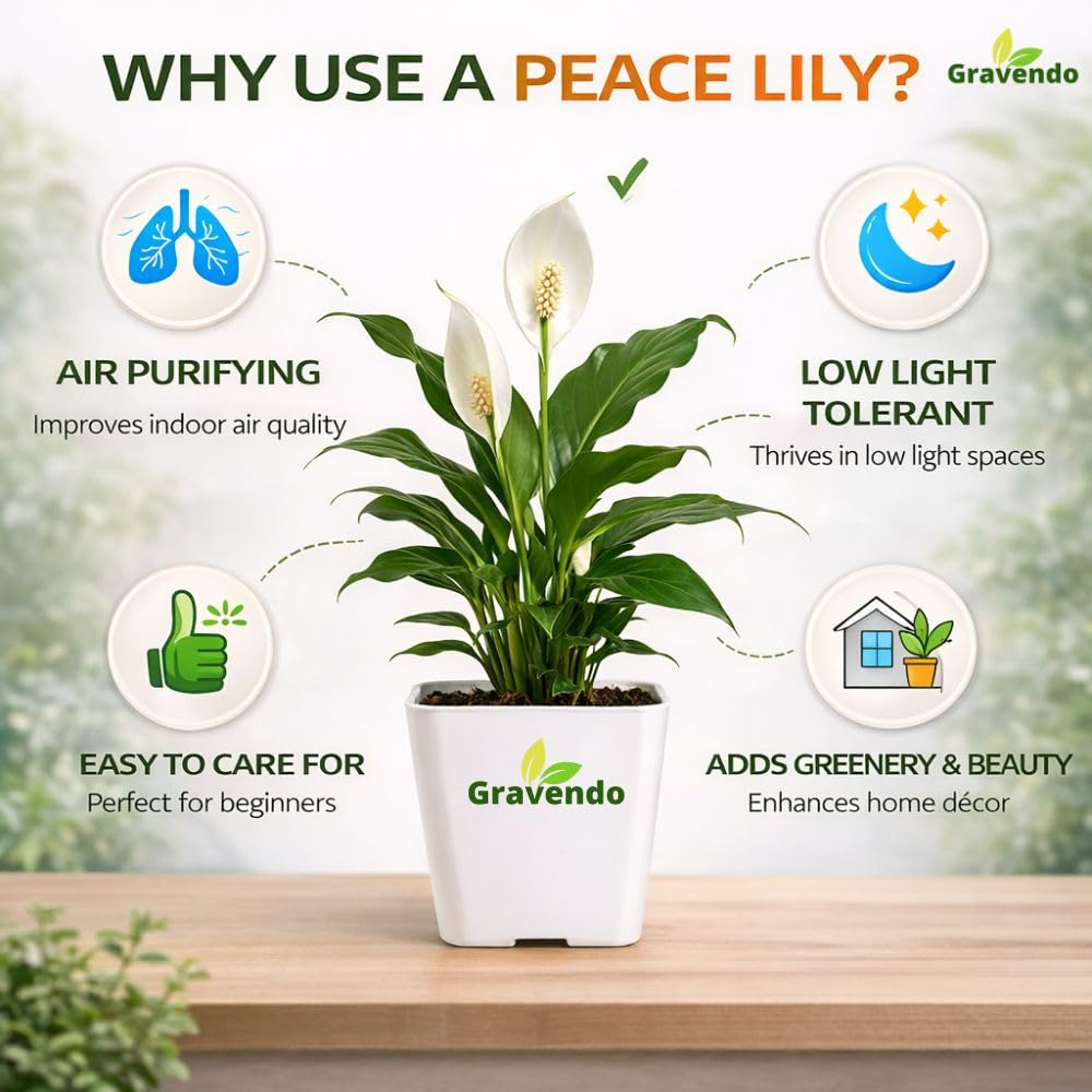 Peace Lily Plant - Air Purifying & Easy Care -4