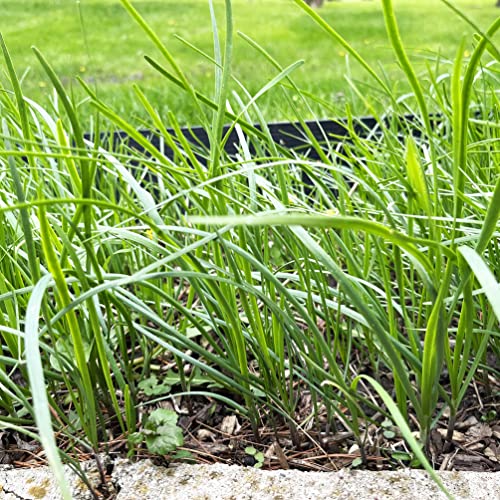 10 Plants: Organics Garlic Chives Live Plant Bare Roots Hardy Perennial Herb Jiu Cai Chive-10Pk-Npf #TOP5