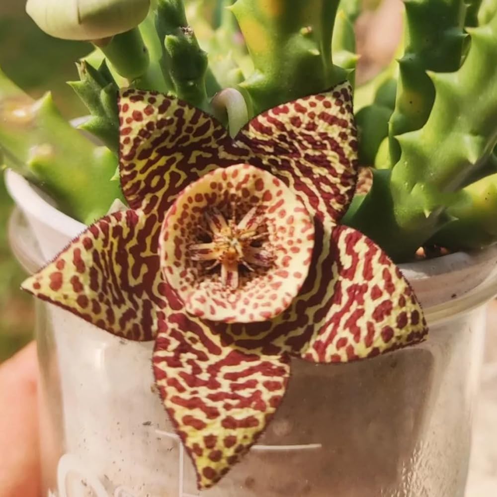 stapelia - de interior suculentas stapeliasamen de interior hoja trepadoras resistentes cubrir el suelo, otoño, resistentes, con 15semillas