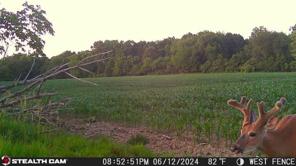 Example image of a deer captured by the Stealth Cam Revolver trail camera