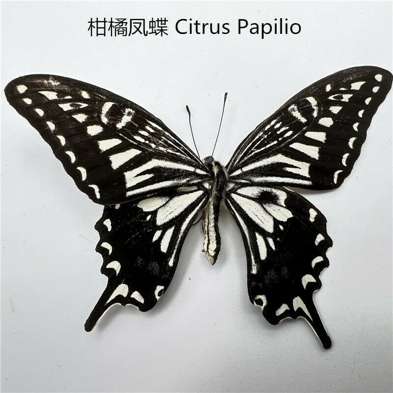 Natural Butterflies for Collection, Assorted Dry-Preserved Tropical Butterflies, Real Specimens Entomology, Butterfly Natural, Decorations, Butterflies Wall Décor (30)