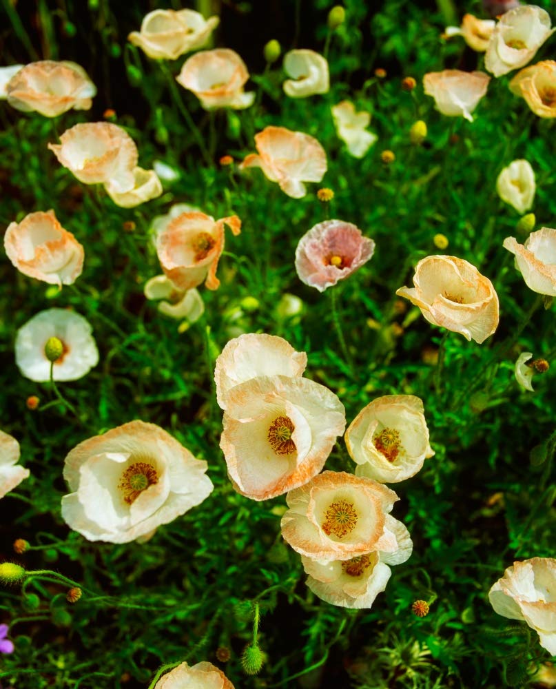Papevar Rhoeas by The Irish Image Collection / Design Pics (26 x 34)