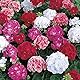Geranium Zonal Mixed Colours Summer Garden Plug Plants Pack x6
