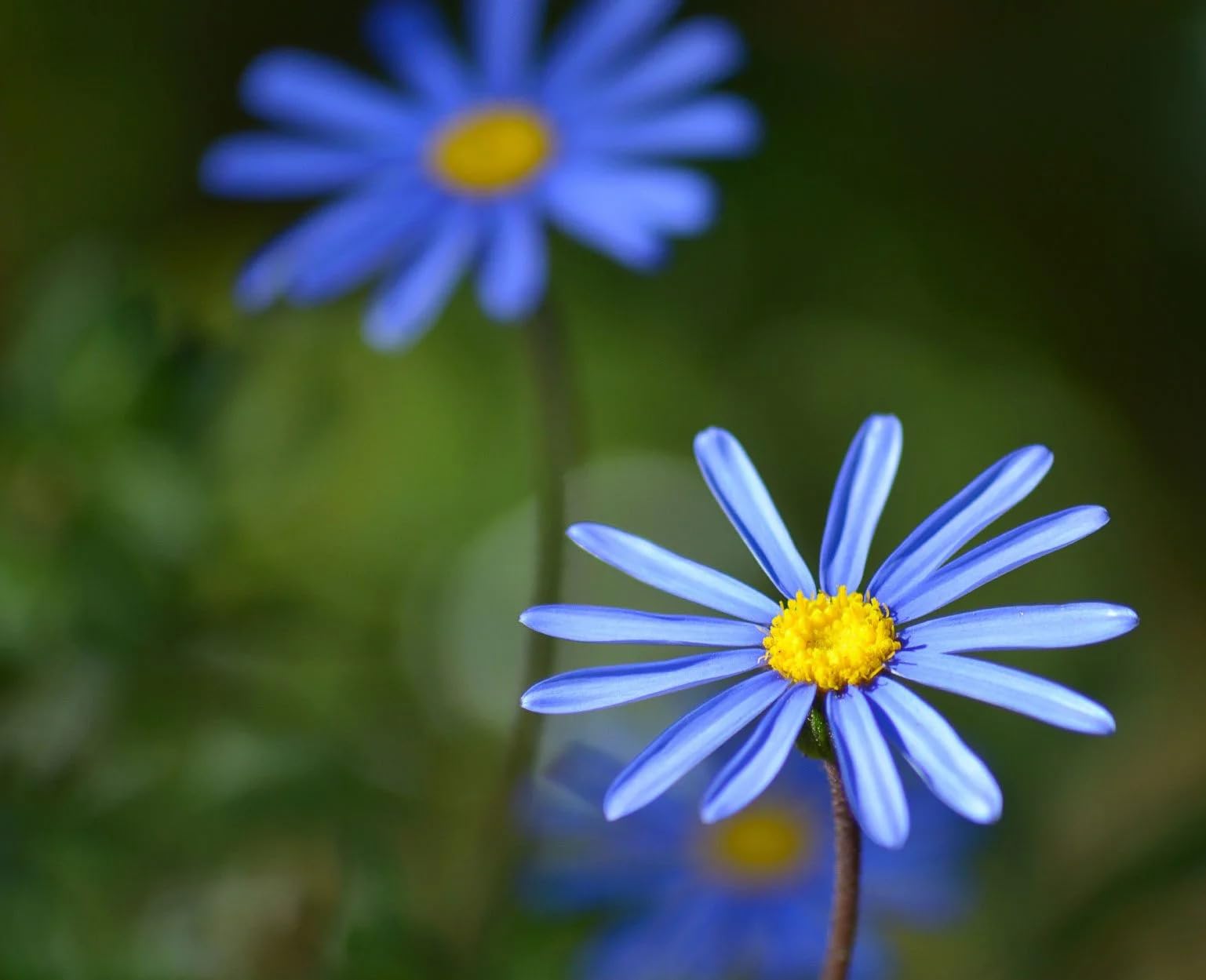 50 Seeds- Felicia Blue Daisy Flower Seeds For Platning, Grow Year Round. (B0CCSPK3PZ) Amazon Price History, Amazon Price Tracker