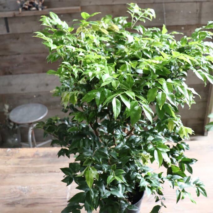 Amazon｜ジャボチカバ 四季成り 木葡萄 果樹苗 8号鉢｜観葉植物
