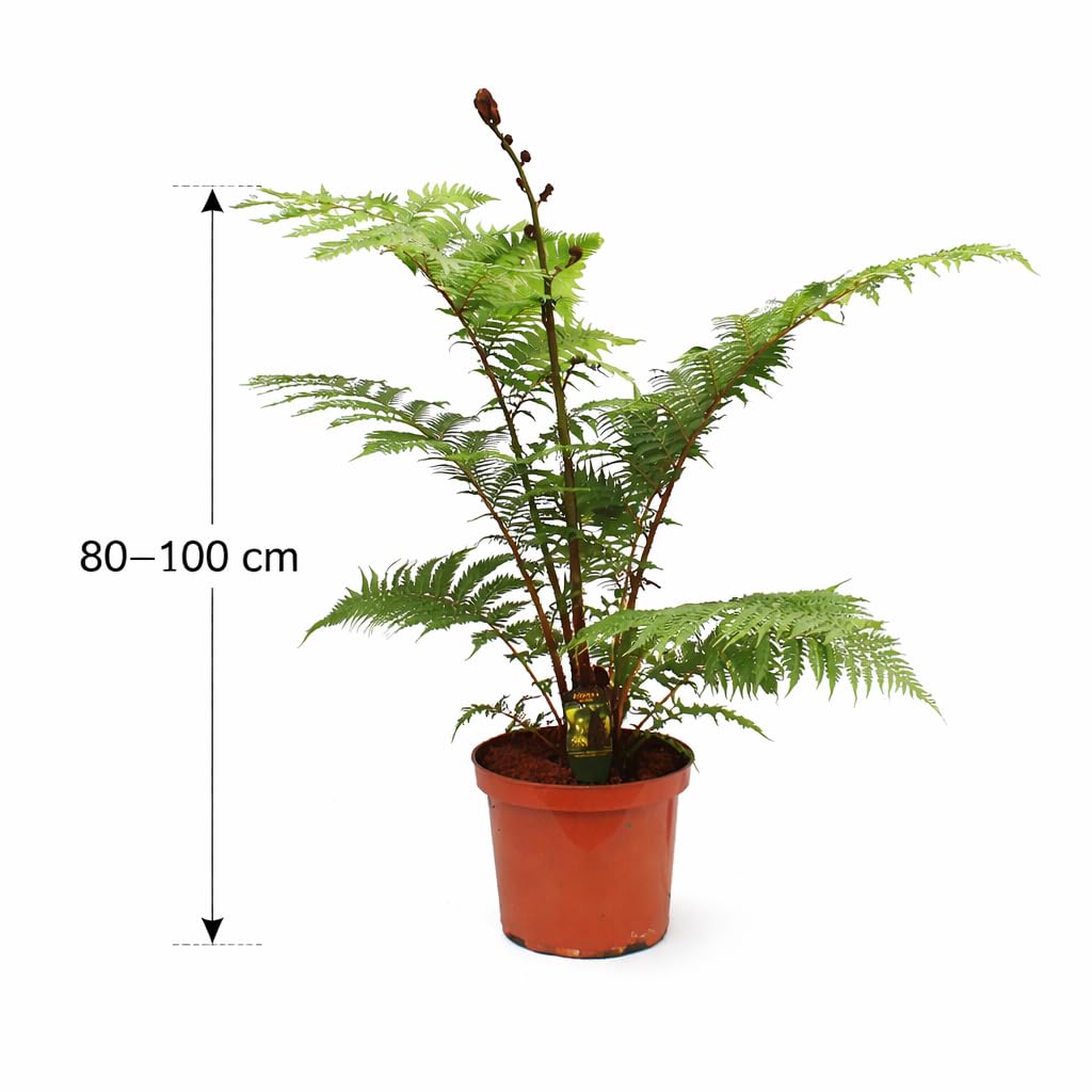 Australischer Baumfarn „Cyathea Australis“ – 80-100 cm hoch inkl. Topf (24 cm) | Exotischer & schnellwüchsiger Farn für Zimmer, Wintergarten, Terrasse & Garten
