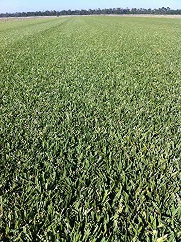 St. Augustine Palmetto | 72 Live Extra Large Grass Plugs | Drought, Salt & Shade Tolerant Turf Sod #TOP3