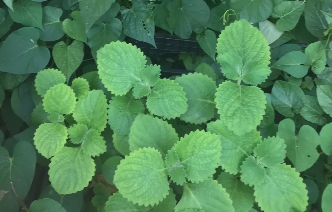 EMKOT Cuban Oregano Herb Plant -NT206Y-80Seeds