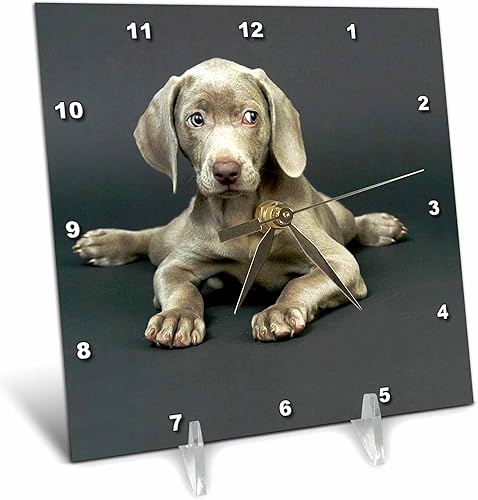 3drose Weimaraner - Reloj de escritorio para cachorros, 6 x 6 pulgadas