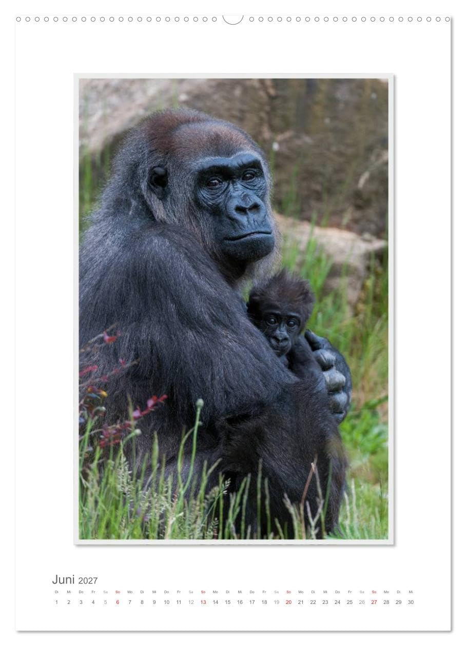 CALVENDO - Emotionale Momente: Aus dem Leben der Familie Gorilla. (hochwertiger Premium Wandkalender 2027 DIN A2 hoch), Kunstdruck in Hochglanz: Zauberhafte Bilder von unserem nächsten Verwandten. Gor