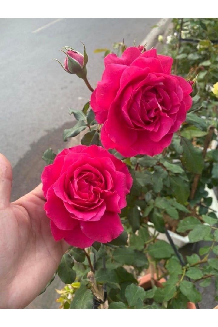 NEW DEBNATH NURSERY, Red Rose Desi Gulab Flower Live Plant B3 (B0CRHQ1323) Amazon Price History, Amazon Price Tracker
