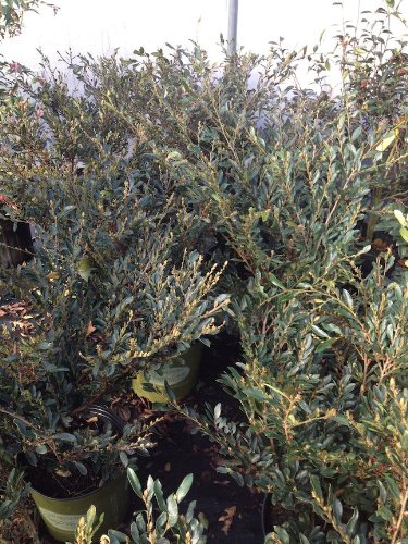 Distylium Blue Cascade product image Gardens Oy Vey
