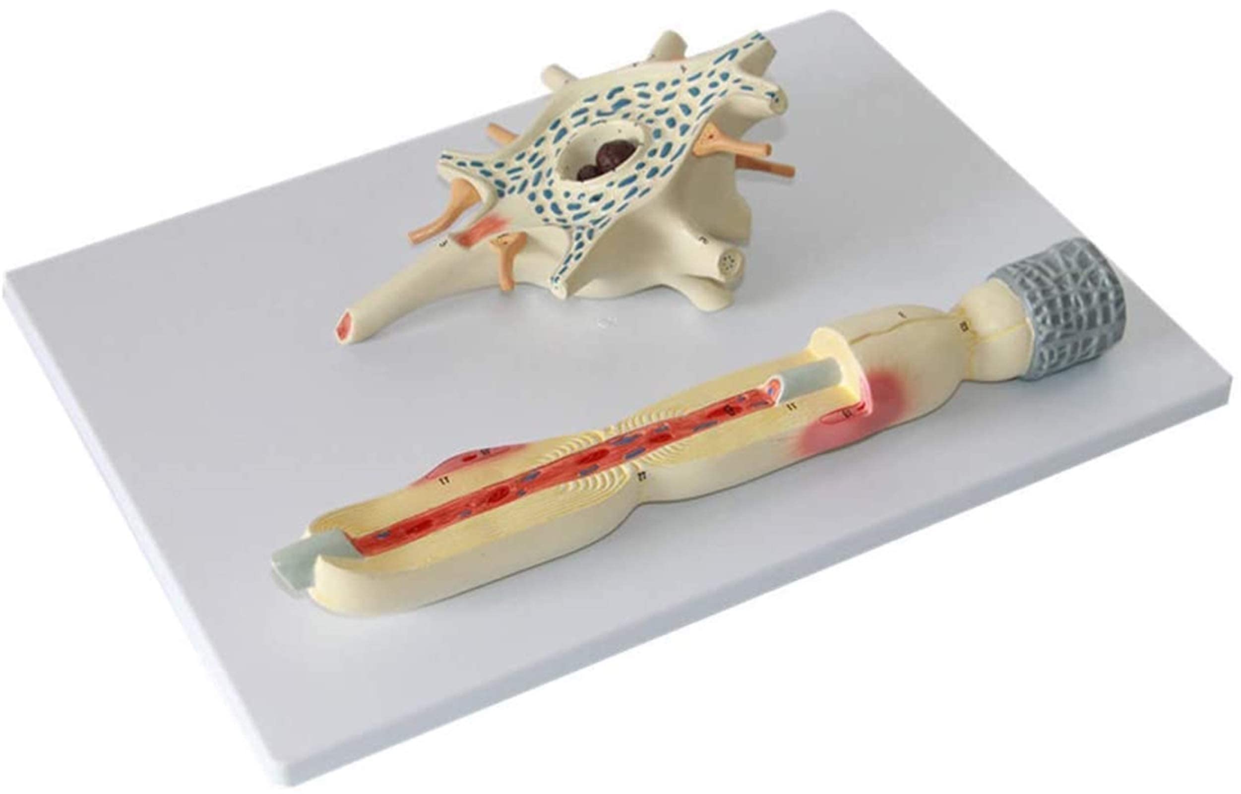 Anatomy Education Model - Educational Model Anatomical Human Neuron Cell Body and Nerve Fiber Structure Magnification Model Medical Human Anatomy System