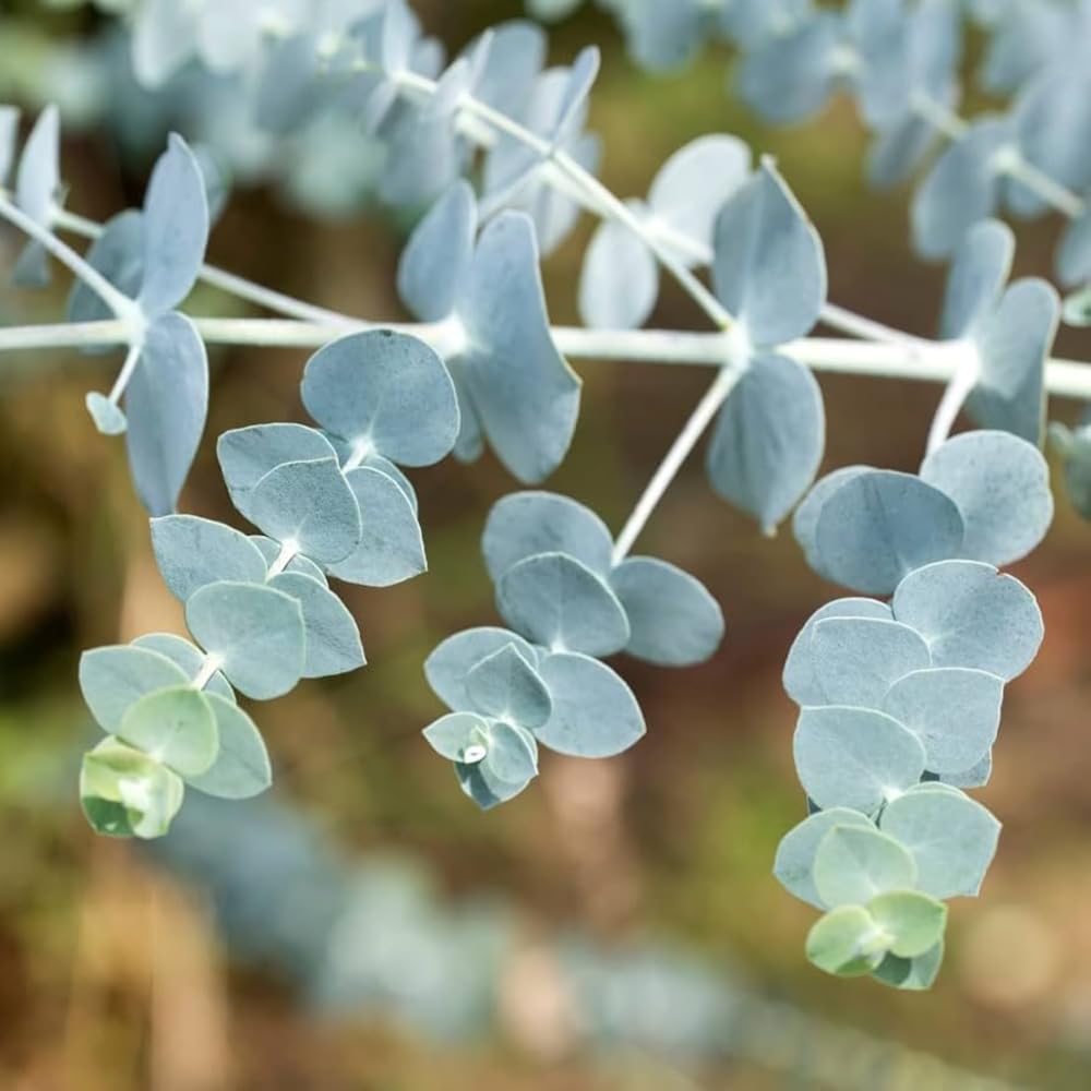 Amazon.com : Baby Blue Eucalyptus Plant Live, Eucalyptus Houseplant for Planting  Indoor in 2.5'' Pot : Patio, Lawn & Garden