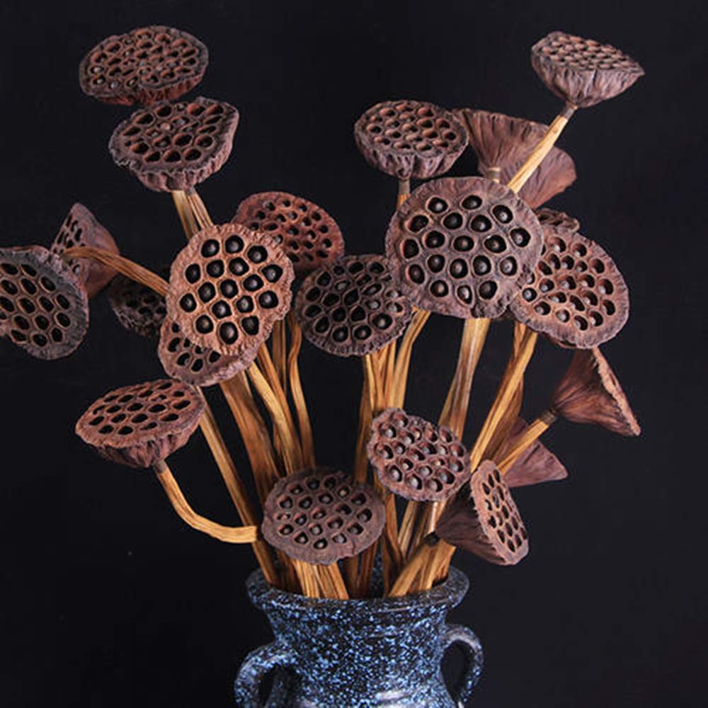F Fityle 90pcs Fleurs de Lotus Séchées Naturelles pour L'artisanat de Décor Floral de Bricolage