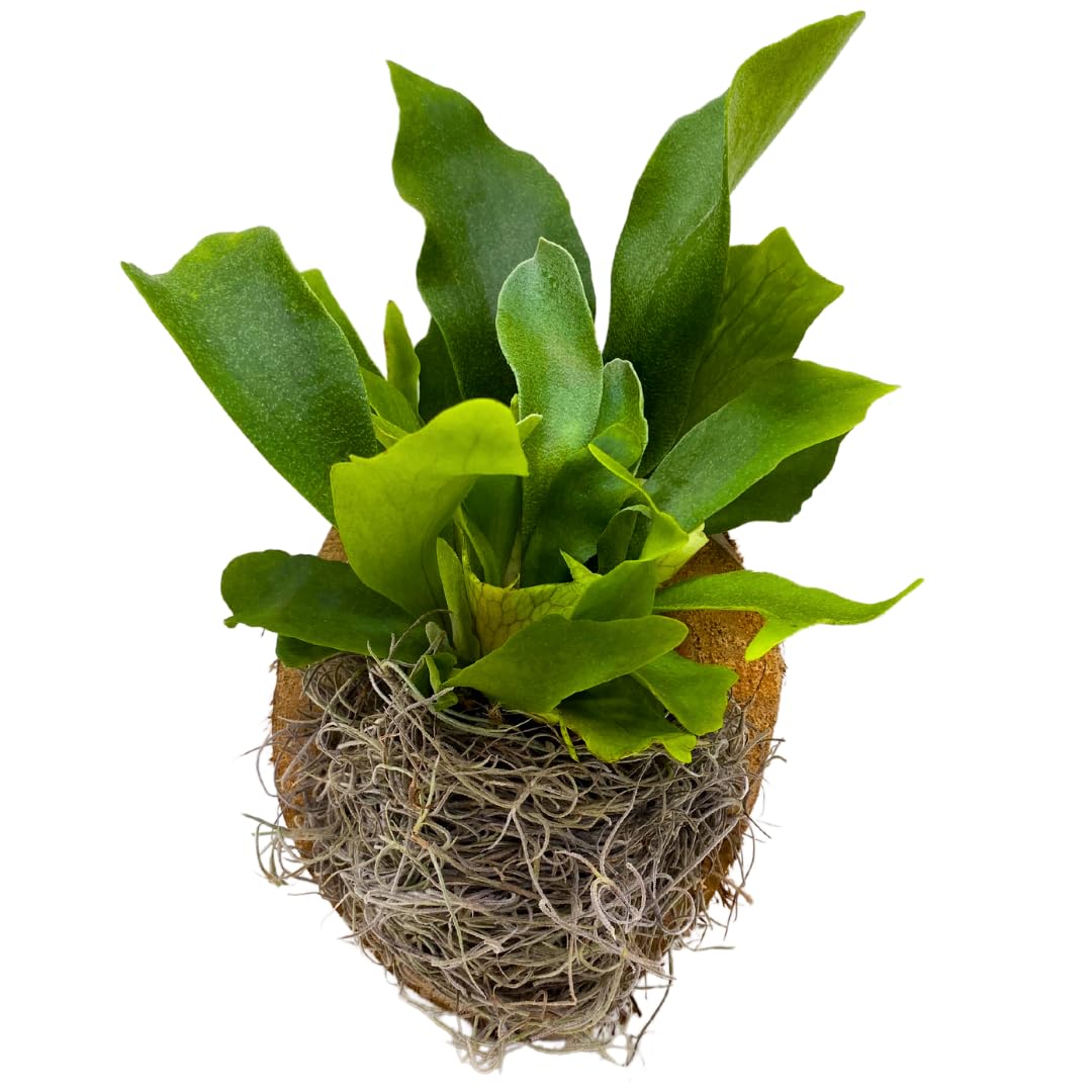 BubbleBlooms Staghorn Fern Plaque